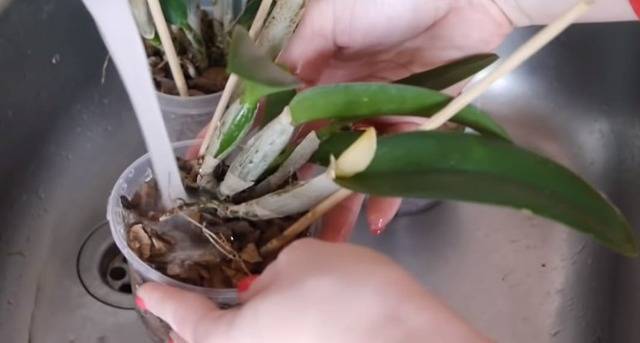 Орхидея каттлея в домашних условиях: уход, фото, размножение, пересадка
