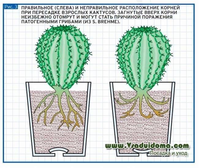 Как правильно посадить кактус в горшок в домашних условиях