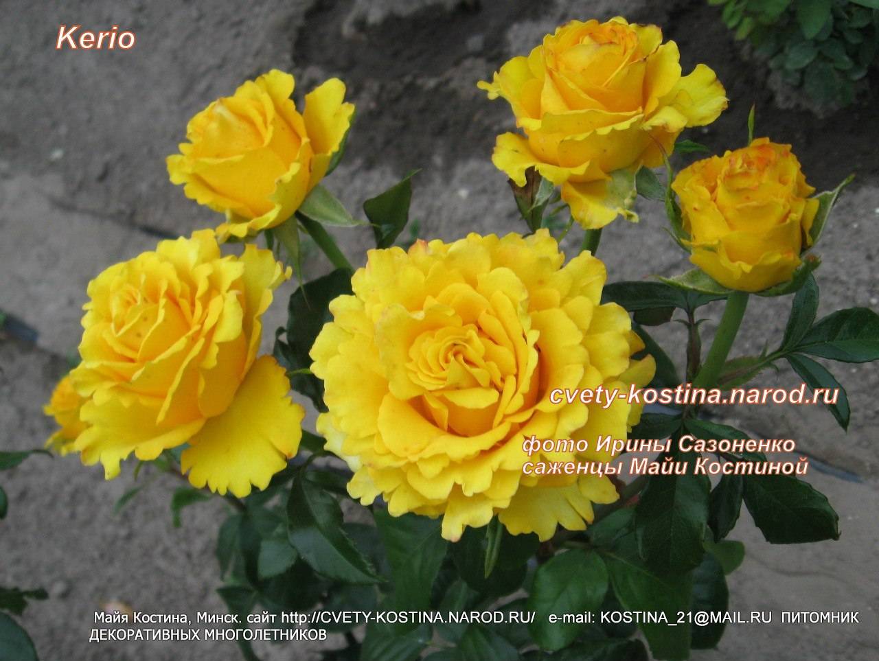 Роза керио (kerio): фото, отзывы, описание, характеристики.