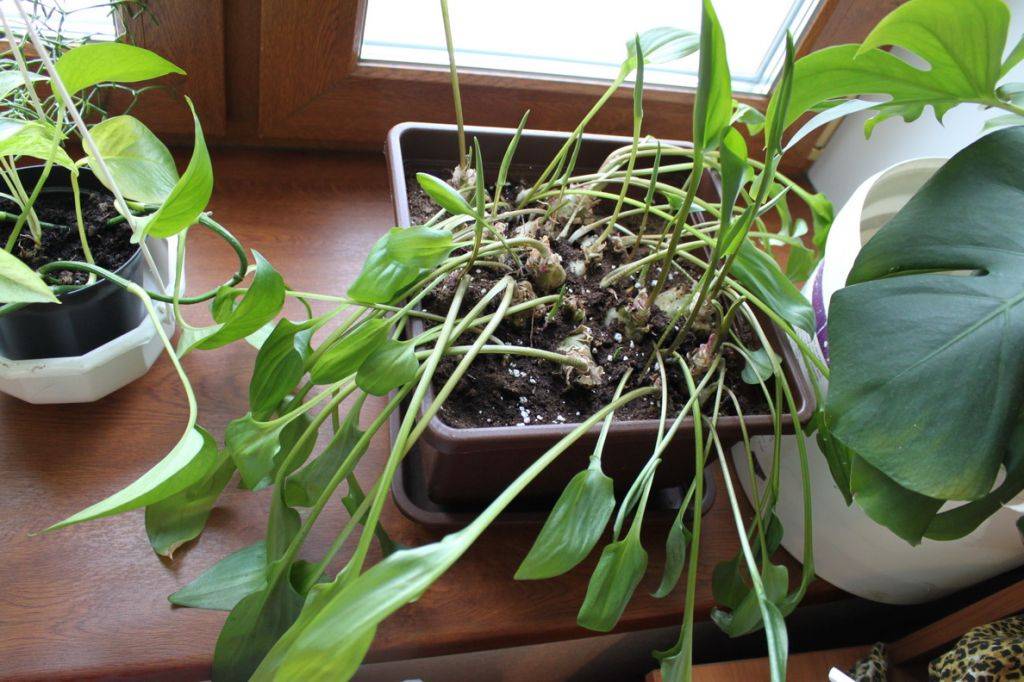 Дримиопсис пятнистый и кирка: фото луковичного растения, уход, приметы и суеверия, еще полив, пересадка и размножение цветка