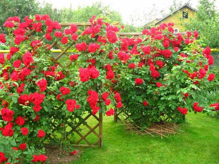 Плетистые розы – 41 сорт с описанием и фото | огородникам инфо
