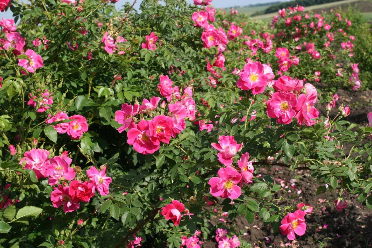 Роза парковая робуста - сад, огород - страна мам