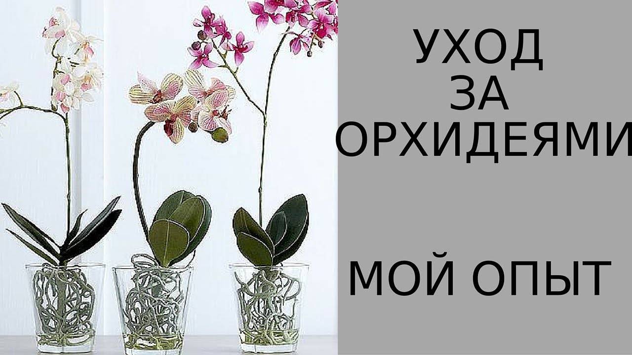 Советы опытных цветоводов: что делать после покупки орхидеи и как ухаживать за ней в домашних условиях?