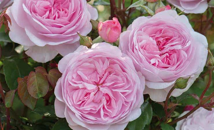 Очаровательная розовая роза heritage