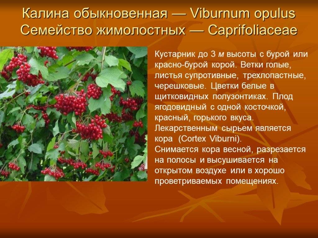 Калина (обыкновенная, красная) – польза ягод, посадка