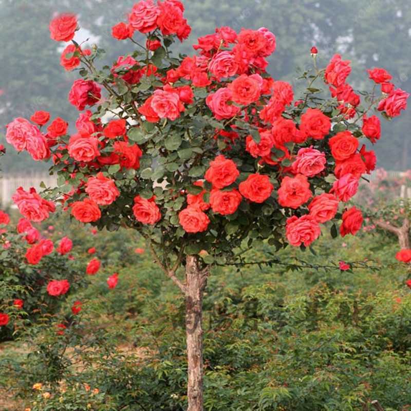 Виды китайской розы с фото и названиями