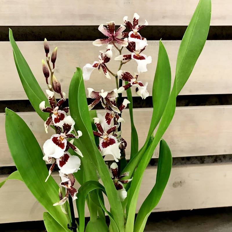 Необычная орхидея камбрия — ее подсорта, особенности ухода в домашних условиях