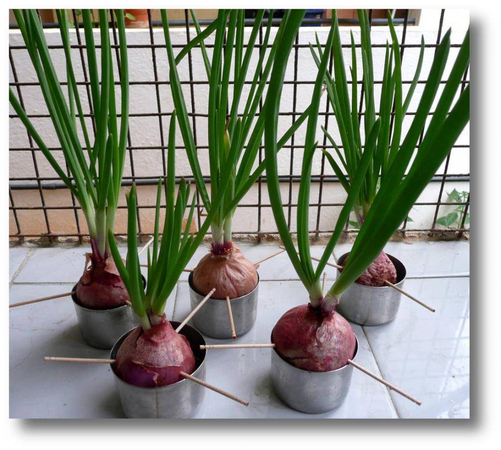 Индийский лук: выращивание | polemo.ru - дача, огород и сад.