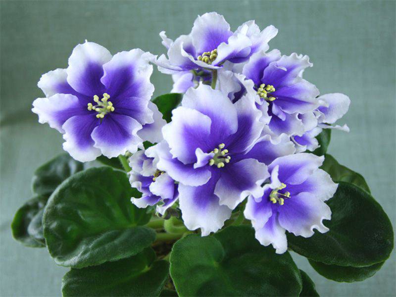 Домашний цветок фиалка хумако инчес (humako inches)
