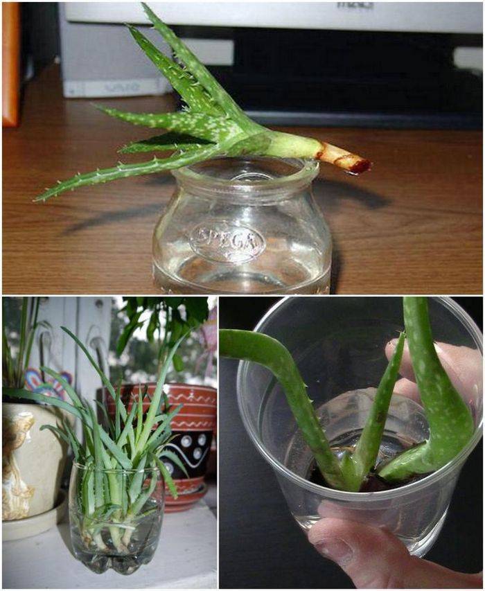 Как размножить алоэ: способы размножение цветка в домашних условиях, как размножать алоэ вера листьями, черенками или верхушками, как укоренить растение?