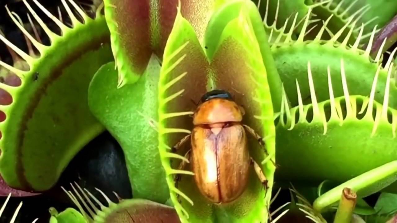 Интернет-магазин семян редчайших экзотических растений exotic-tm