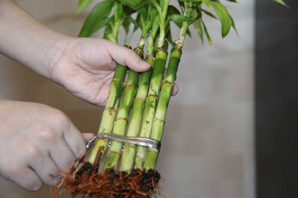 Бамбук лаки: виды, уход в домашних условиях