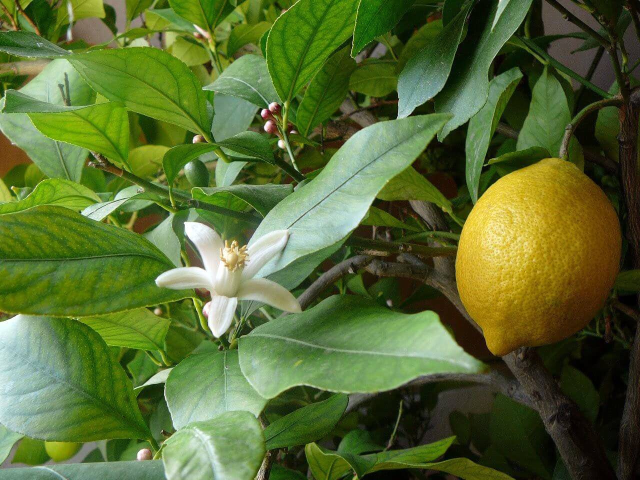 Выращивание лимонного дерева в домашних условиях: особенности ухода