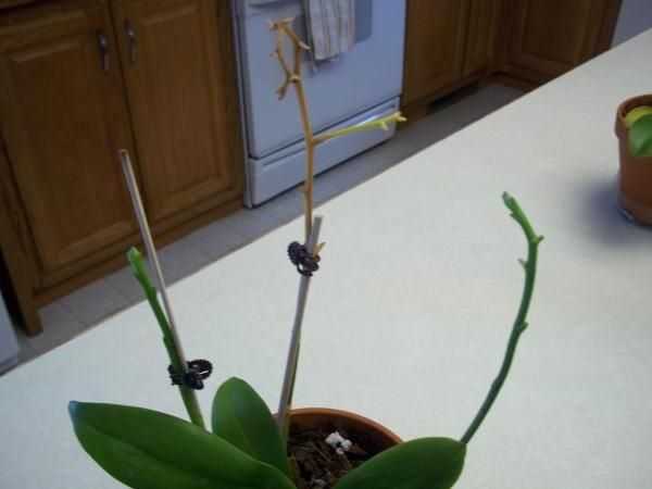 Что делать со стрелкой, когда орхидея уже отцвела? рекомендации по обрезке стебля после опадения бутонов