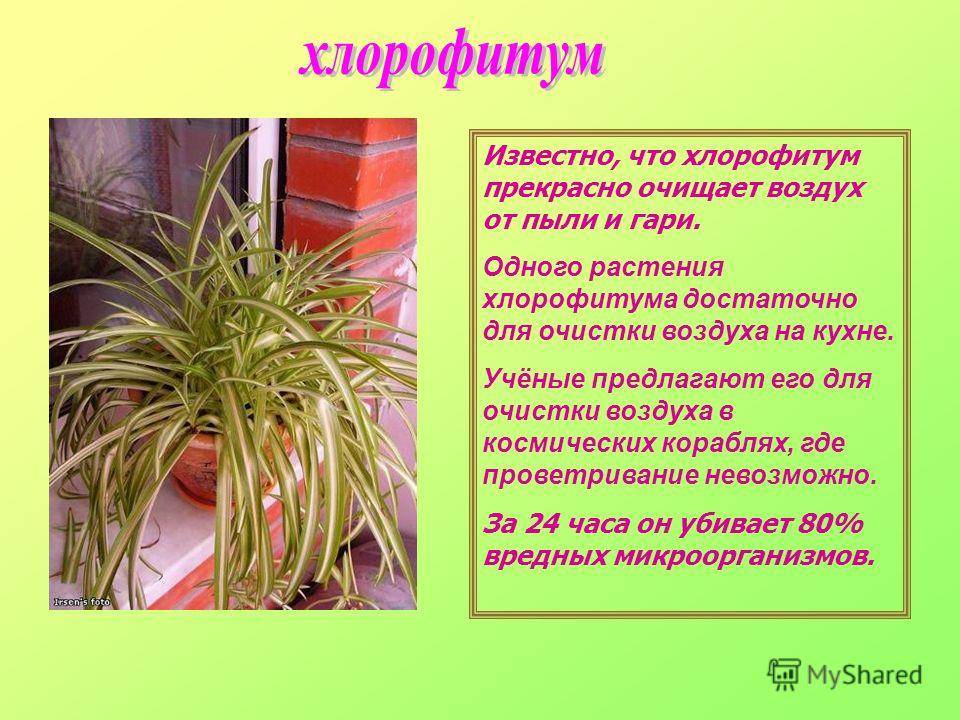 Хлорофитум: уход в домашних условиях за комнатным цветком, как ухаживать зимой, как часто поливать, как размножить растение, пересадить отросток, какие есть виды?