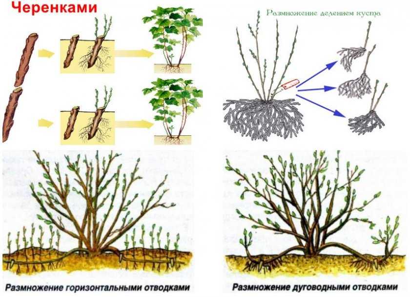 Как размножается жасмин: несколько способов и полезных советов, а также каким образом укоренить растение черенкованием летом или рассадить делением куста?