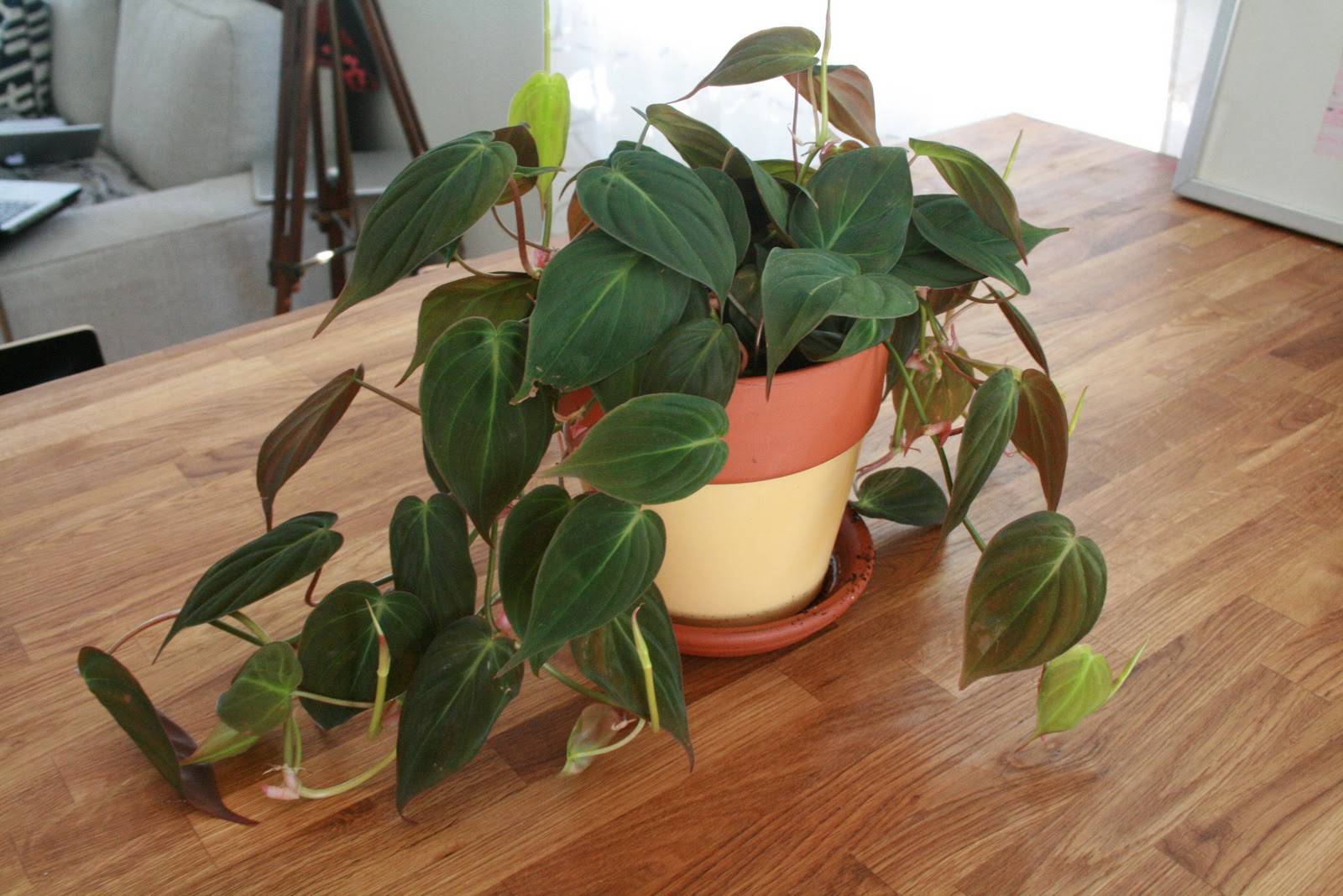 Филодендрон — декоративно-лиственная классика комнатного цветоводства. уход в домашних условиях. фото — ботаничка