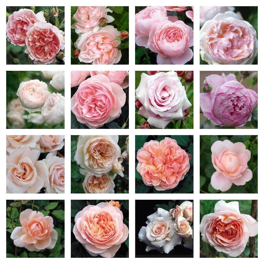 Розы остина: история вида, описание и варианты применения в ландшафтном дизайне + лучшие сорта с названиями и фото