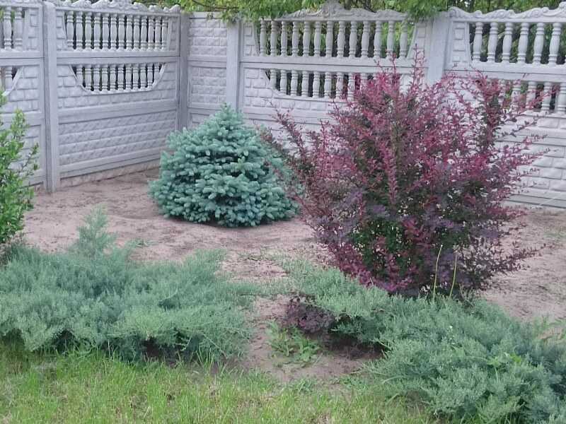 Посадка барбариса: как правильно посадить кустарник на даче весной, летом или осенью, подготовка почвы и дальнейшие действия