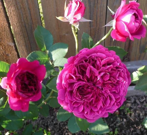 Плетистый сорт розы вильям шекспир 2000: описание паркового английского цветка
