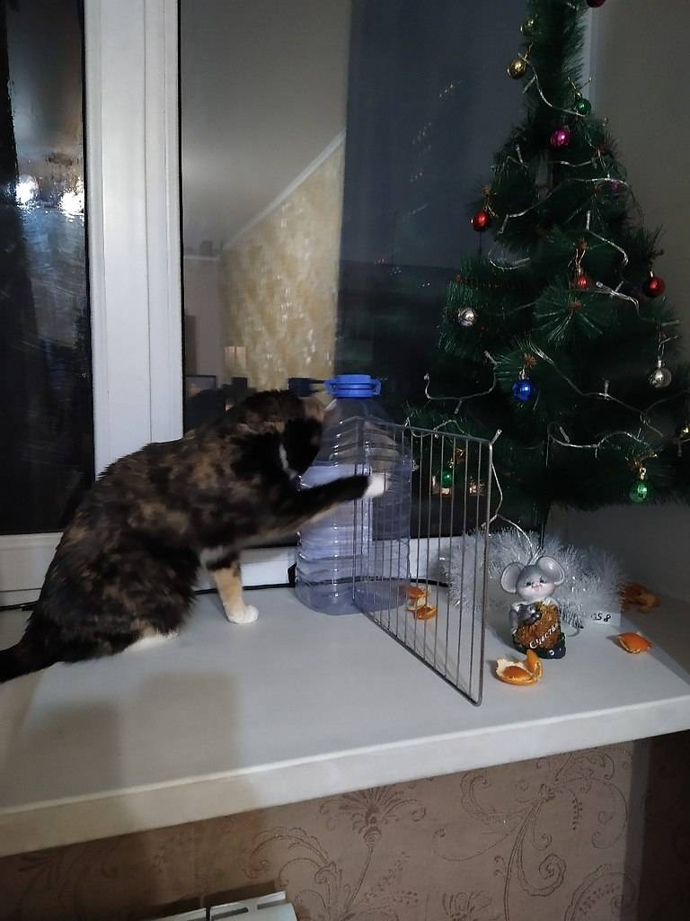 Как уберечь новогоднюю ёлку от кота, а кота – от ёлки?