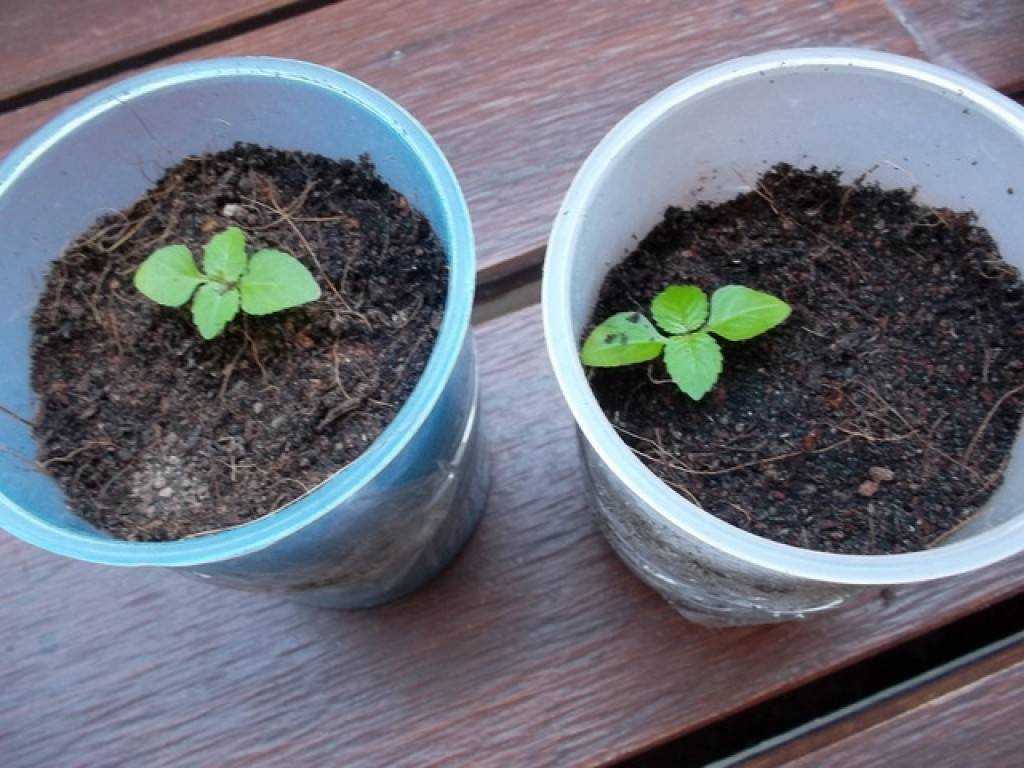 Выращивание гортензий из семян в домашних условиях: как посадить на рассаду