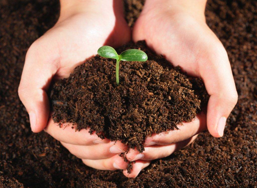 Что такое почва – что входит в состав, значение почвы для растений и свойства для доклада или сообщения (3 класс, окружающий мир)