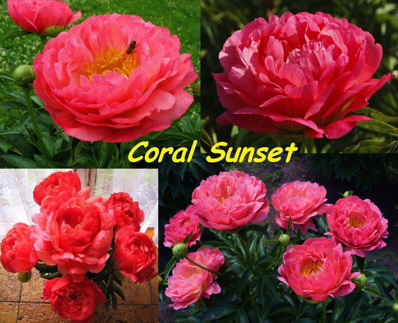 Пион «корал сансет» (coral sunset): описание сорта, выращивание и уход