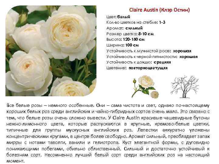 Клер роуз роза отзывы. описание сорта роз «клэр остин» с отзывами, уходом и фото. описание розы клэр остин