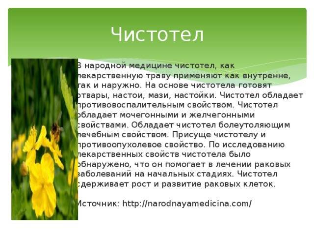 Чистотел: от чего помогает, лечебные свойства, противопоказания и рецепты - sammedic.ru
