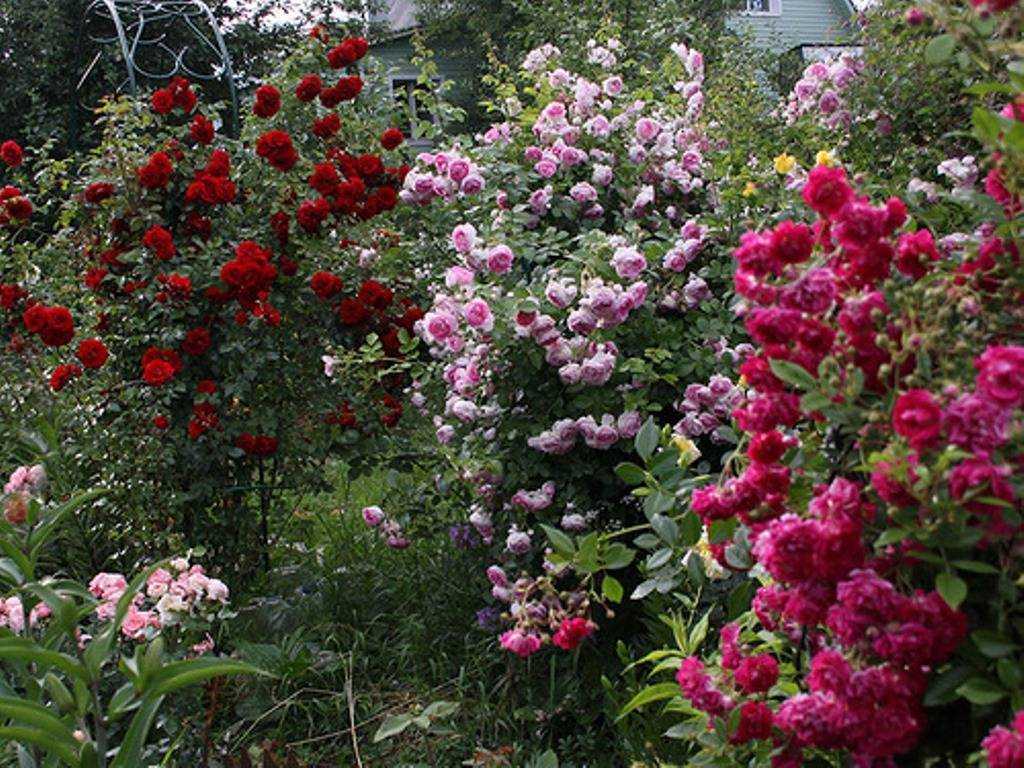 Роза эден роуз: фото, описание сорта и отзывы