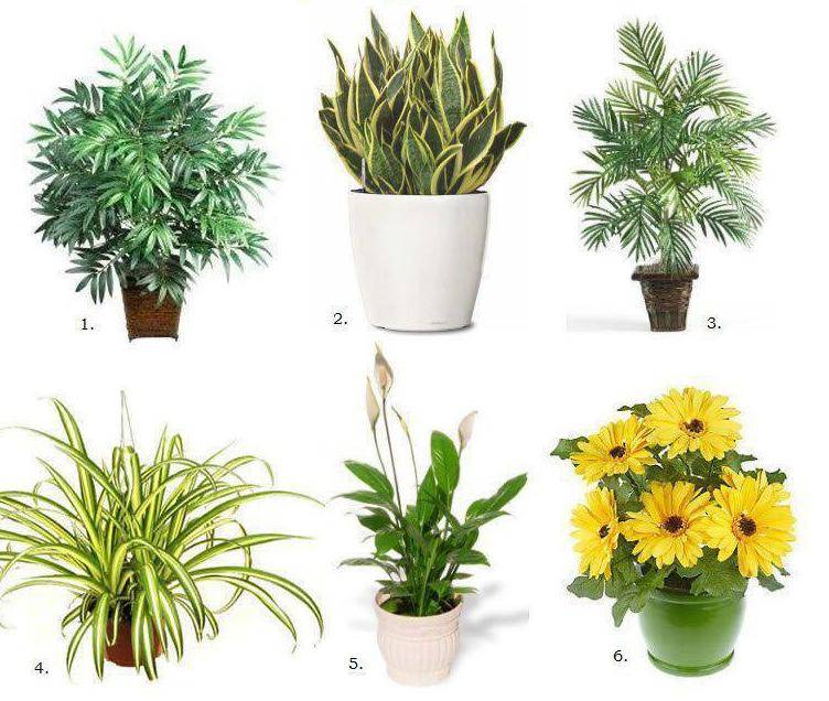 Топ 10 комнатных растений, энергетических магнитов, которые должны быть в каждом доме