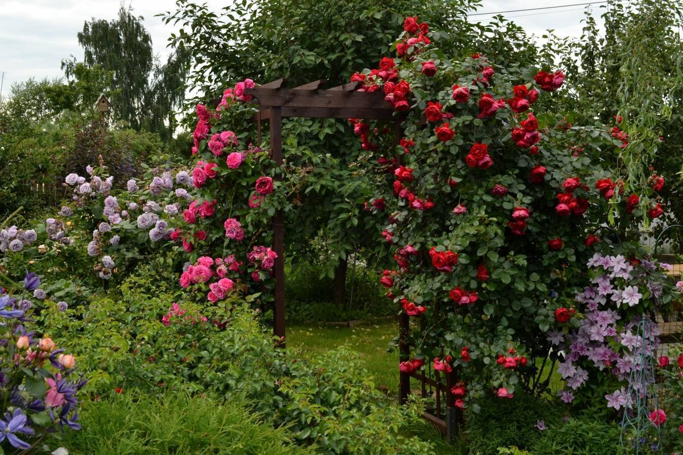Плетистая роза — королева вертикального ландшафта: посадка и уход