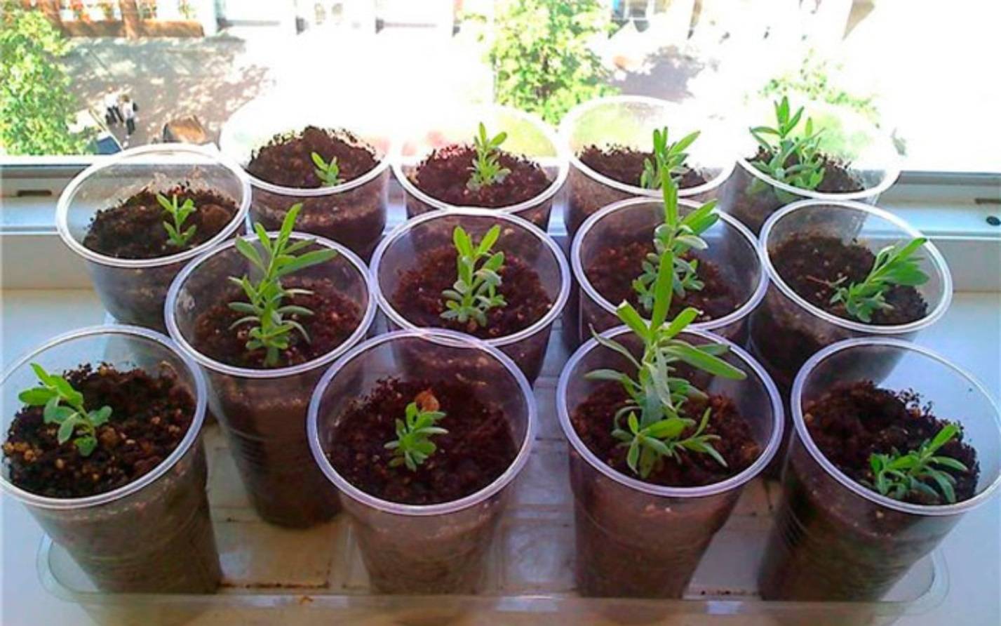 Как я выращивала лаванду из семян): дневник пользователя ирма винчестер