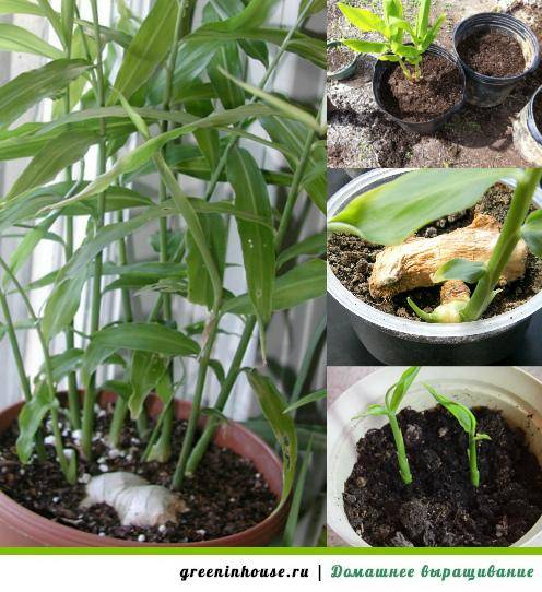 Имбирь: выращивание в домашних условиях, как посадить, как растет, фото