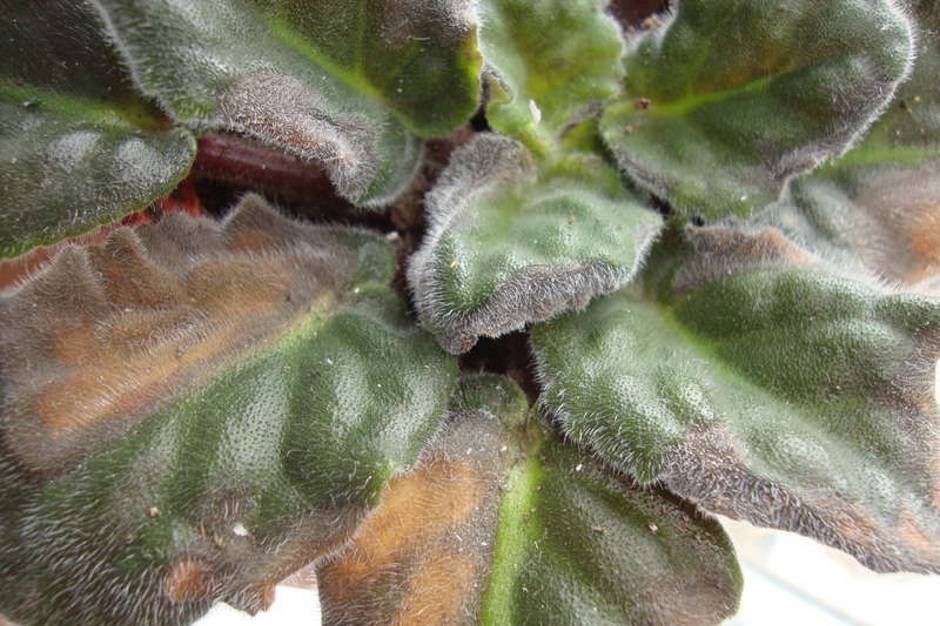 Коричневые пятна на листьях фиалки: причины, лечение. почему на листьях комнатной фиалки появляются пятна