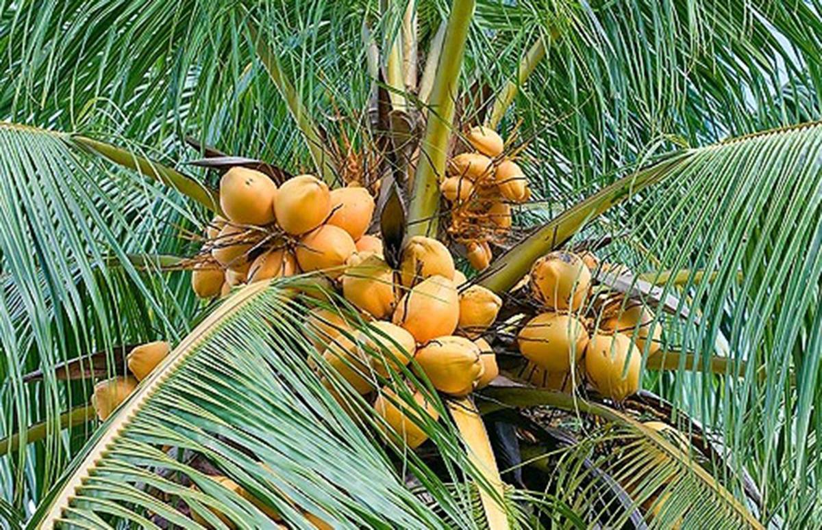 Как вырастить и посадить кокос в домашних условиях