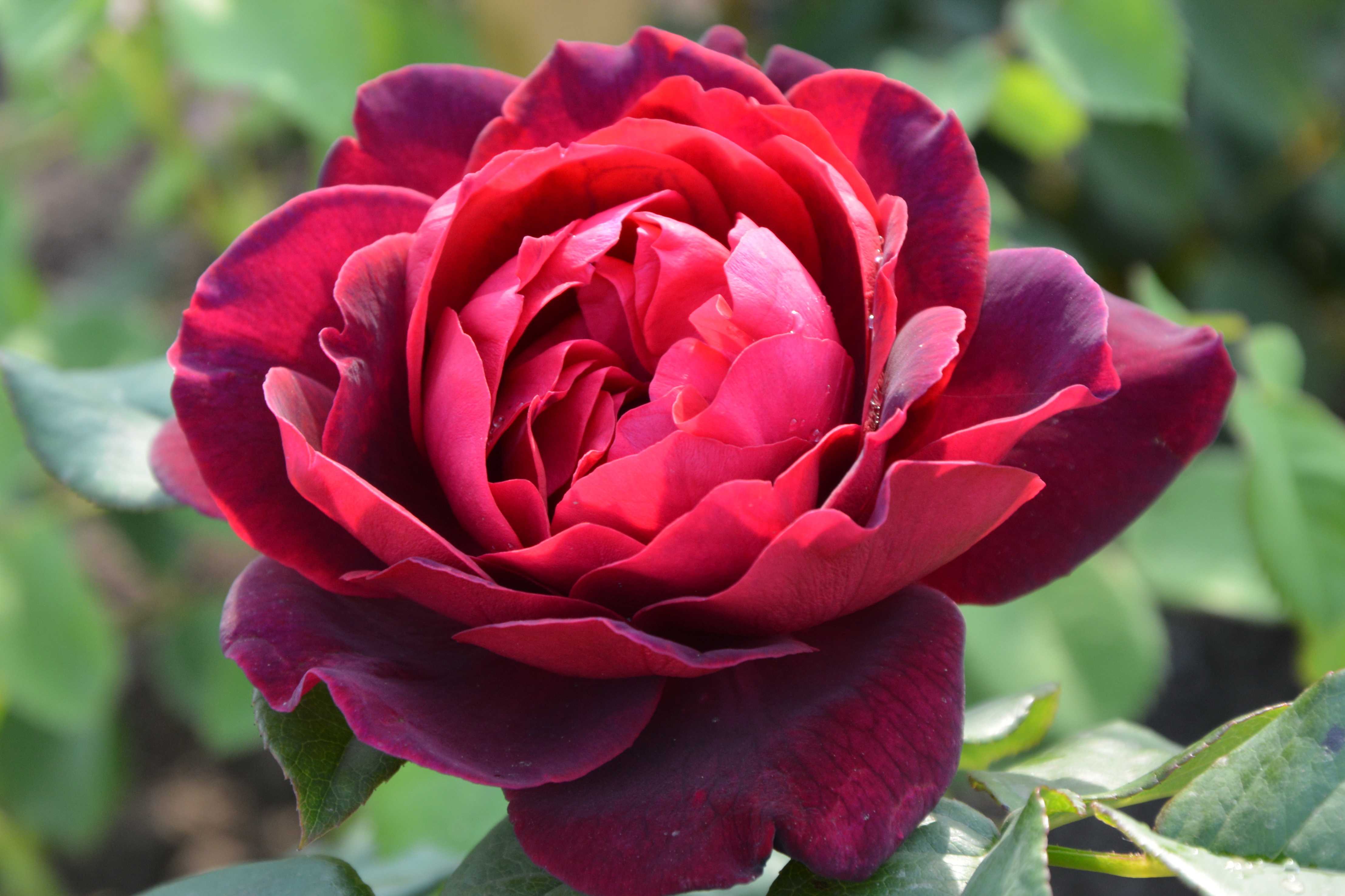 ✅ о розе astrid grafin von hardenberg: описание и характеристики, выращивание