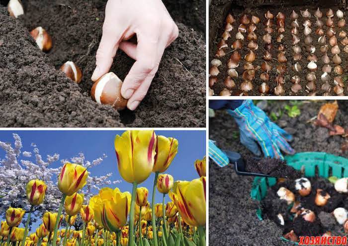 Весенняя посадка тюльпанов в открытый грунт: как правильно посадить и когда сажать | оазис в доме