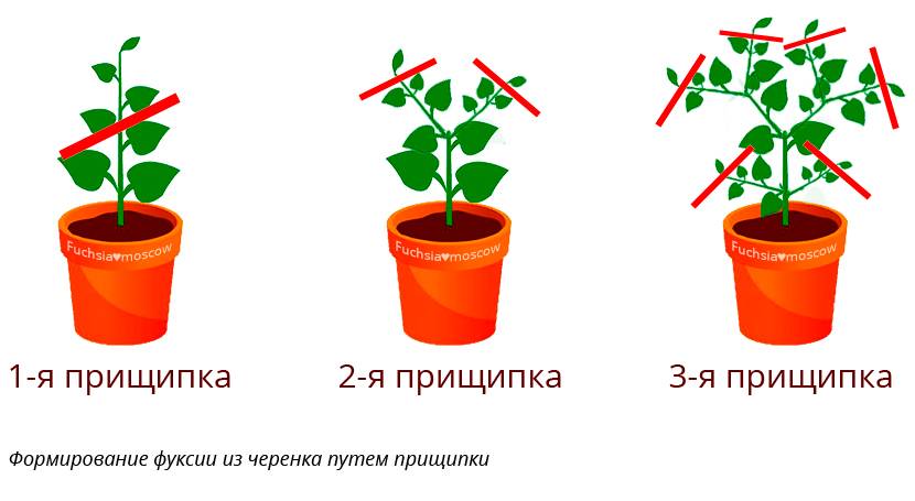 Как прорастить авокадо из косточки, как правильно выращивать в домашних условиях и производить посадку: пошаговые инструкции, фото