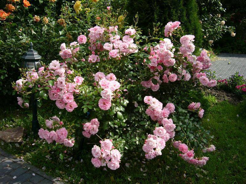 Роза «боника 82»: описание сорта, особенности посадки и уход за растениями из класса флорибунда
