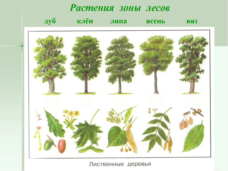 Виды деревьев в средней полосе россии
