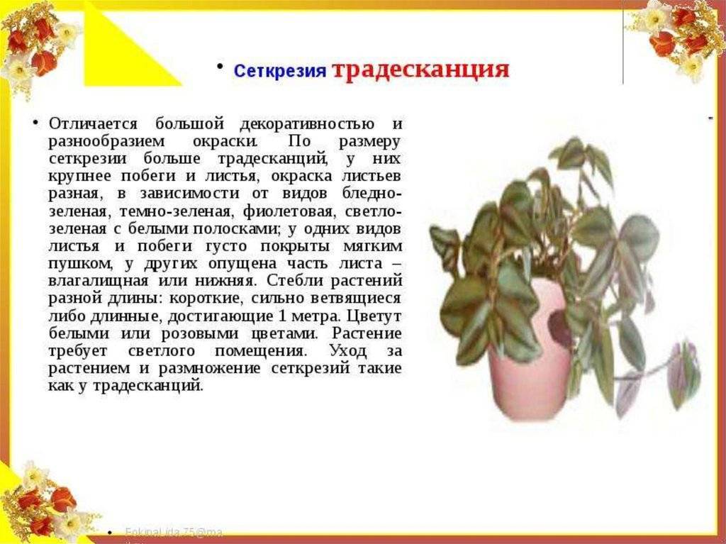 Денежное дерево: уход и выращивание в домашних условиях - sadovnikam.ru