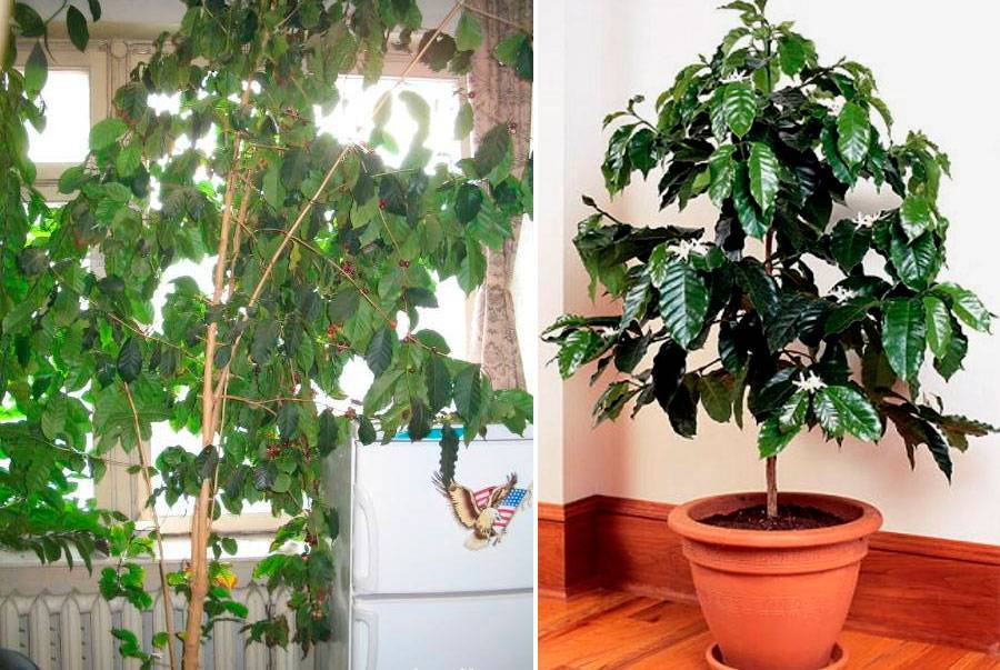 Комнатные деревья: уход за растением кофе Арабика в домашних условиях