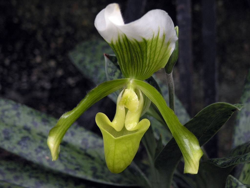 Орхидея пафиопедилум или венерин башмачок: описание и уход в домашних условиях
