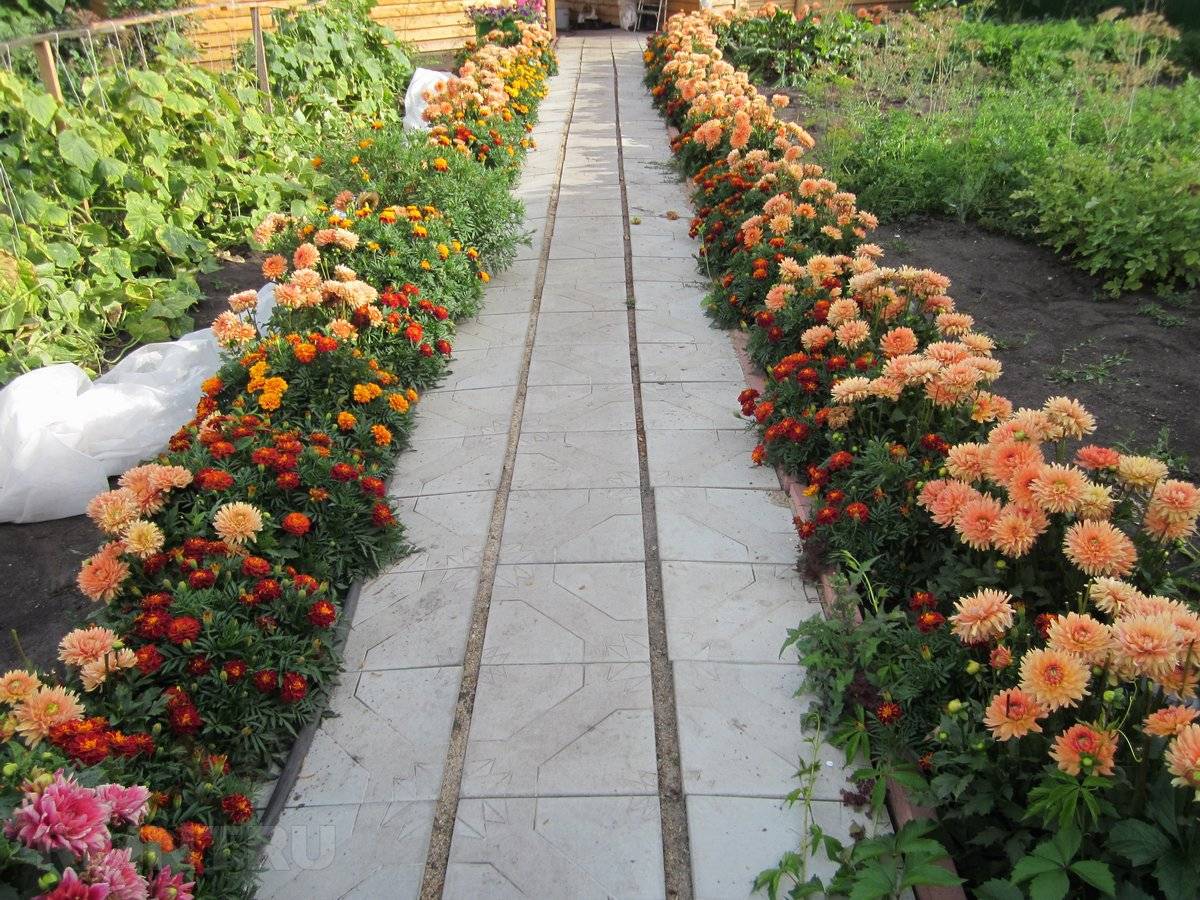 Бордюрные розы, правила ухода в домашнем саду