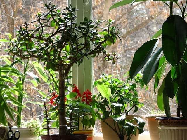 5 лучших цветущих комнатных растений для северных окон. уход в домашних услових. фото — ботаничка