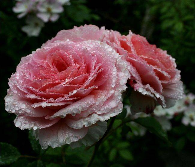 Английские розы дэвида остина: сорта и особенности выращивания