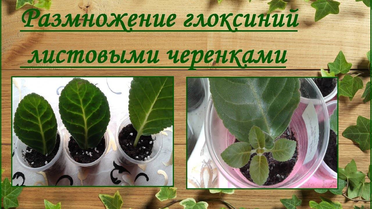 Глоксиния: выращивание и уход
