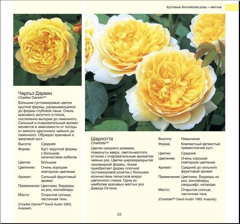 Розы дэвида остина: наиболее популярные сорта
